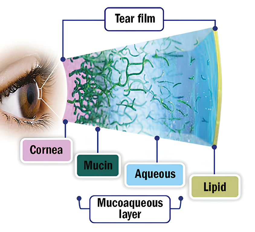 Dry Eye Disease Scope Connect